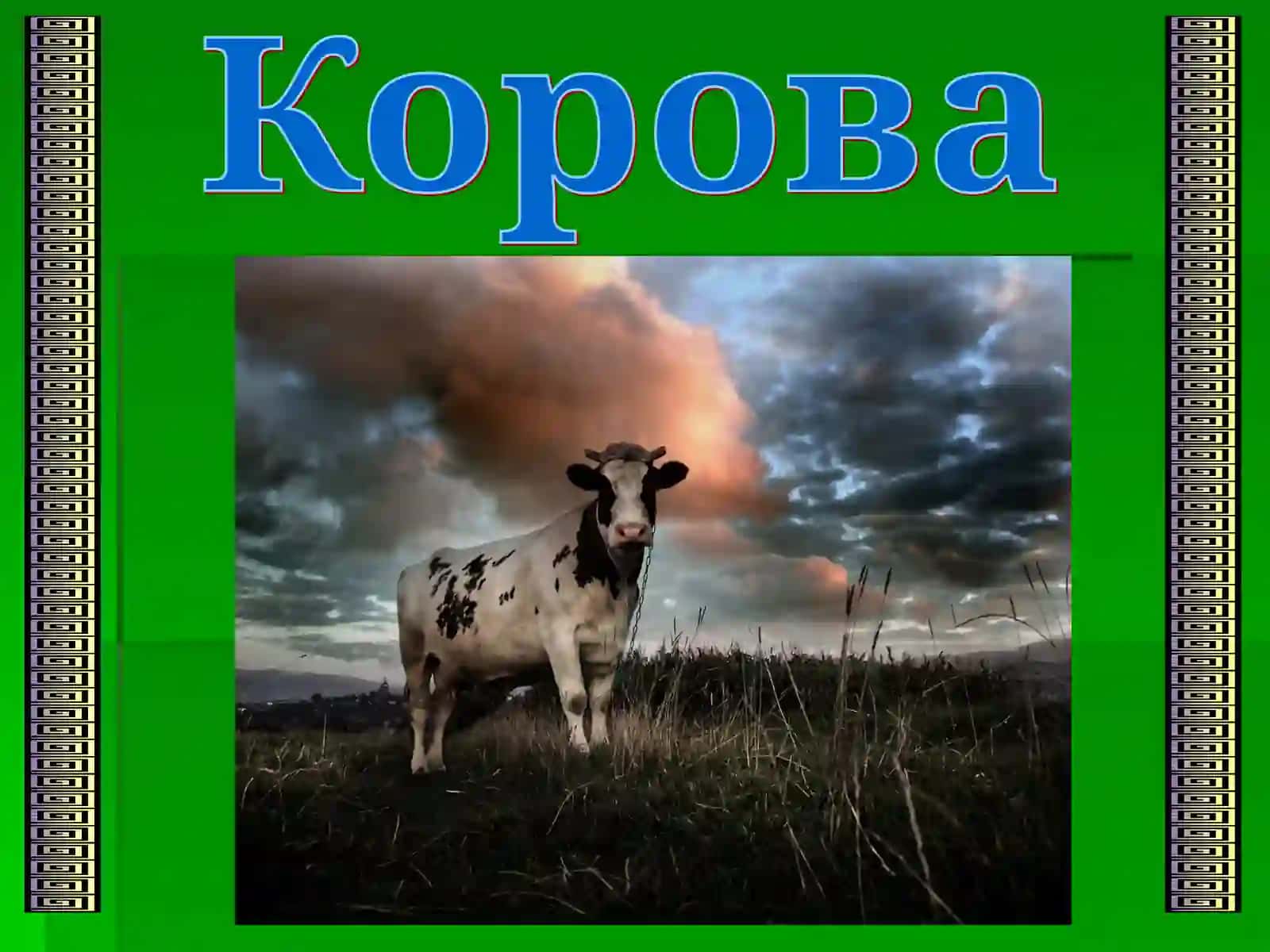 Корова 4