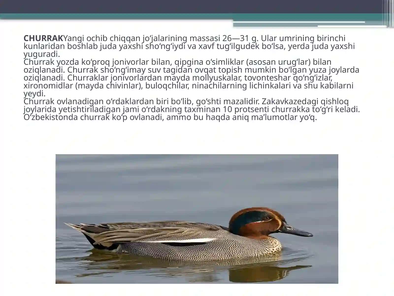 Churrak 4