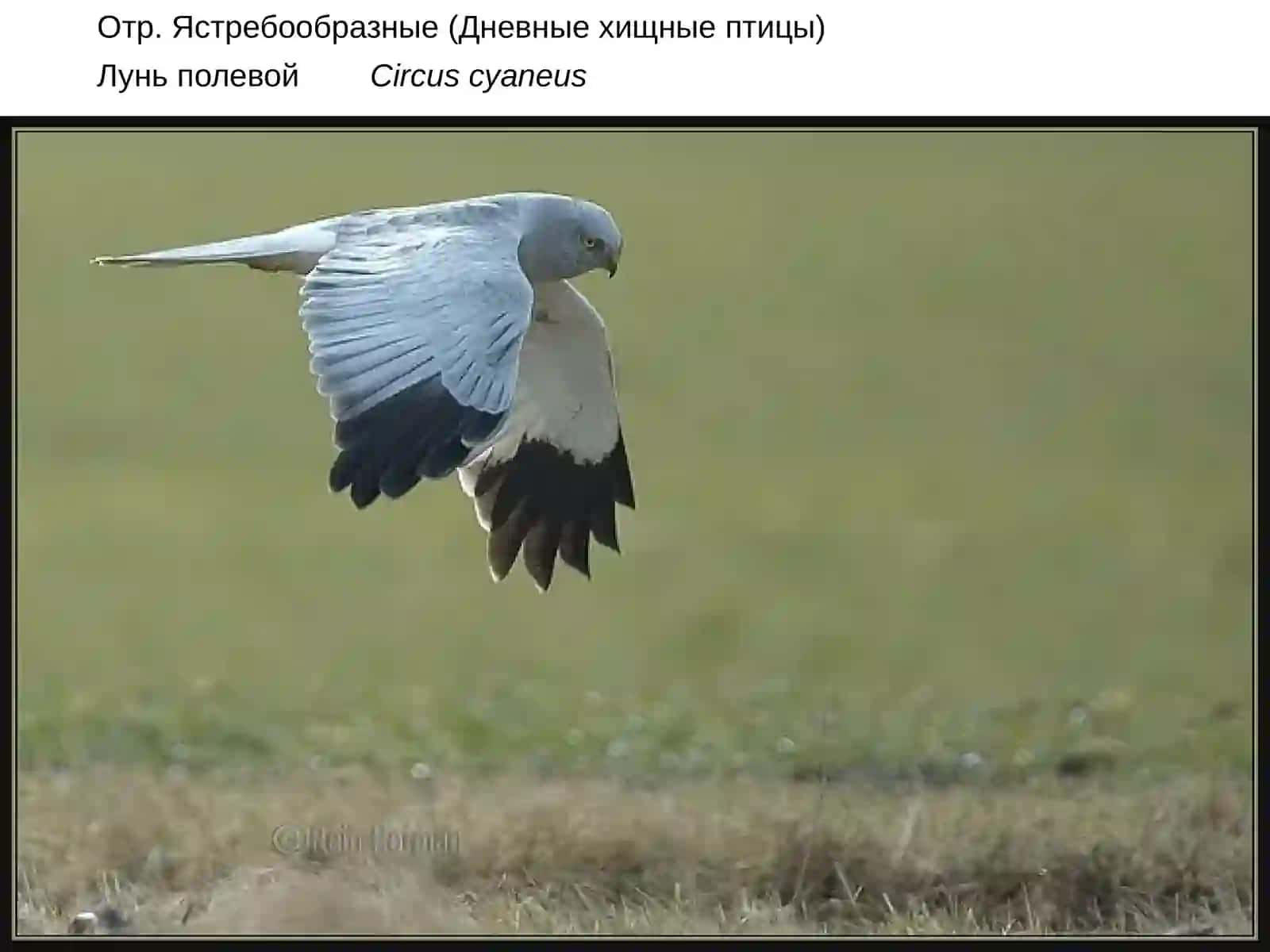 Лунь полевой 4