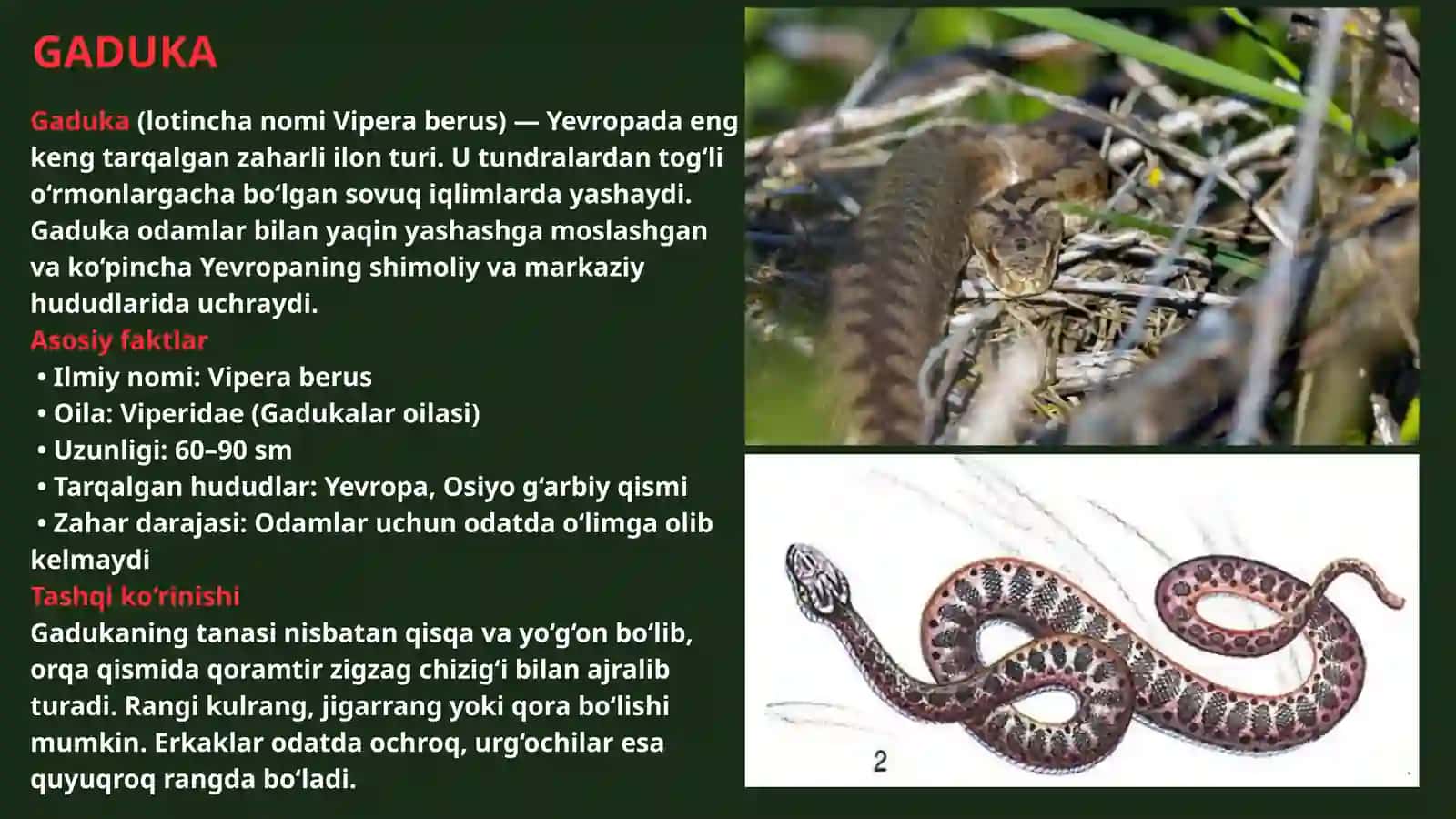 zaharli hayvonlar 4