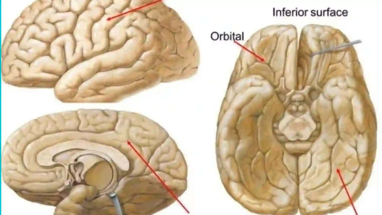 oxirgi miya telencephalon 4