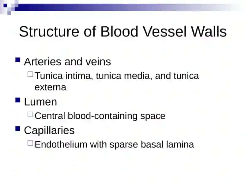 Blood Vessels 4