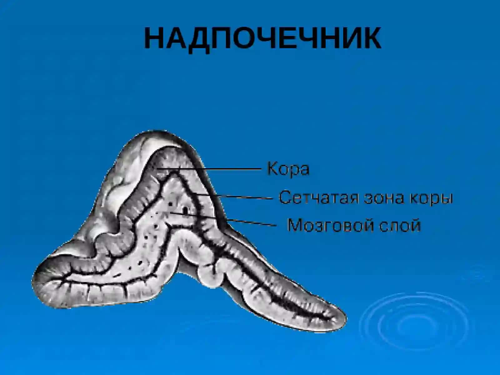 Болезнь Аддисона 4