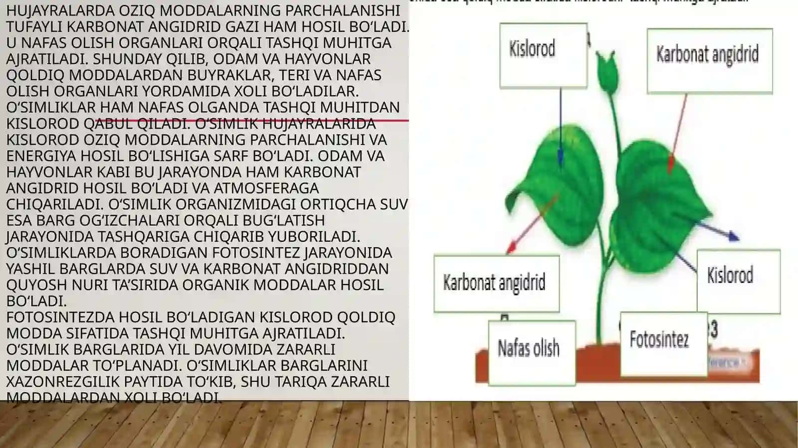 TIRIK ORGANIZMLARNING AYIRISHI 4