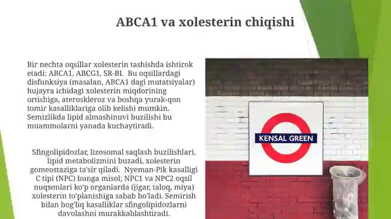 Semirib va dislipidemiya 4
