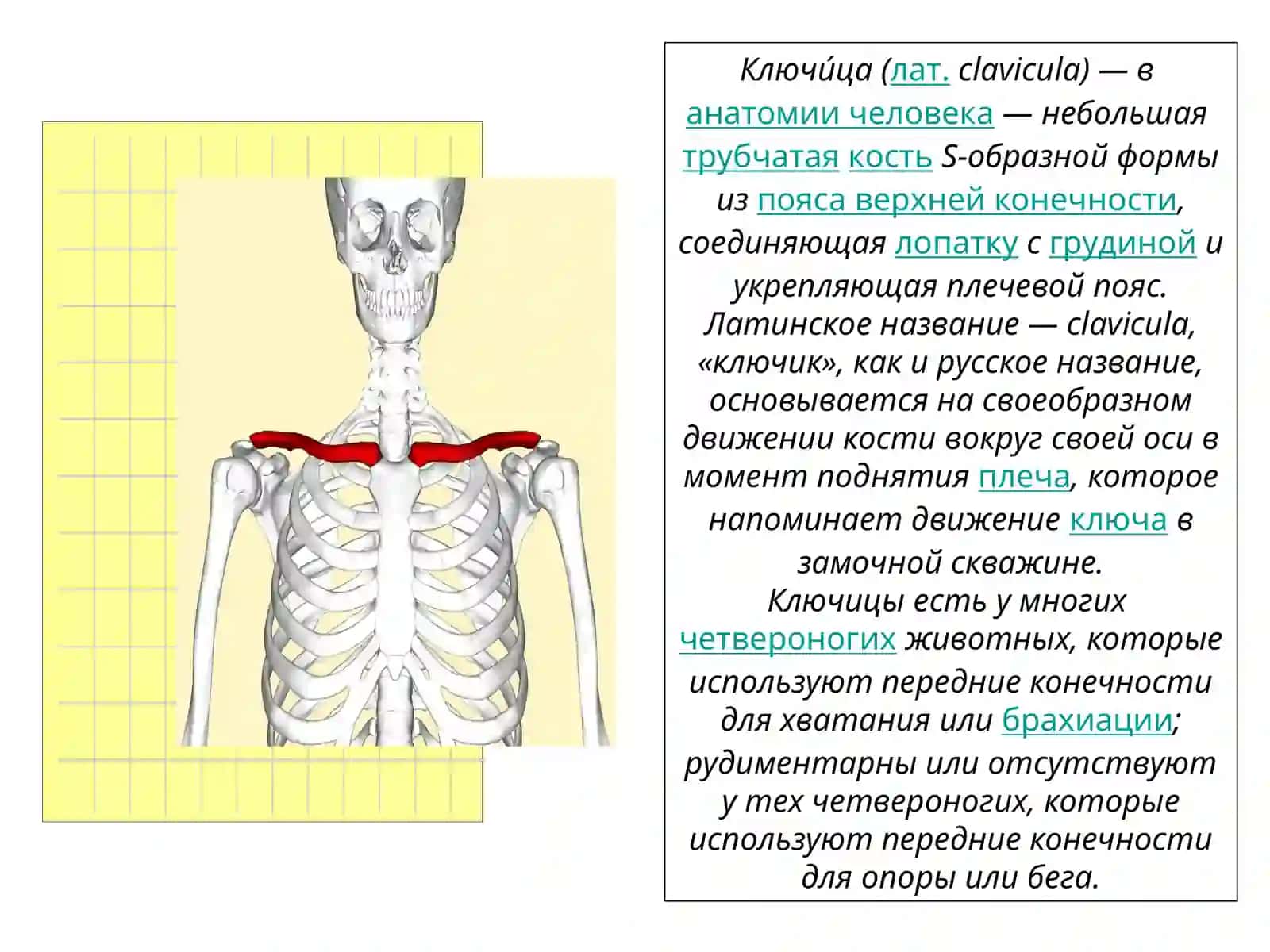 Кости конечностей 4