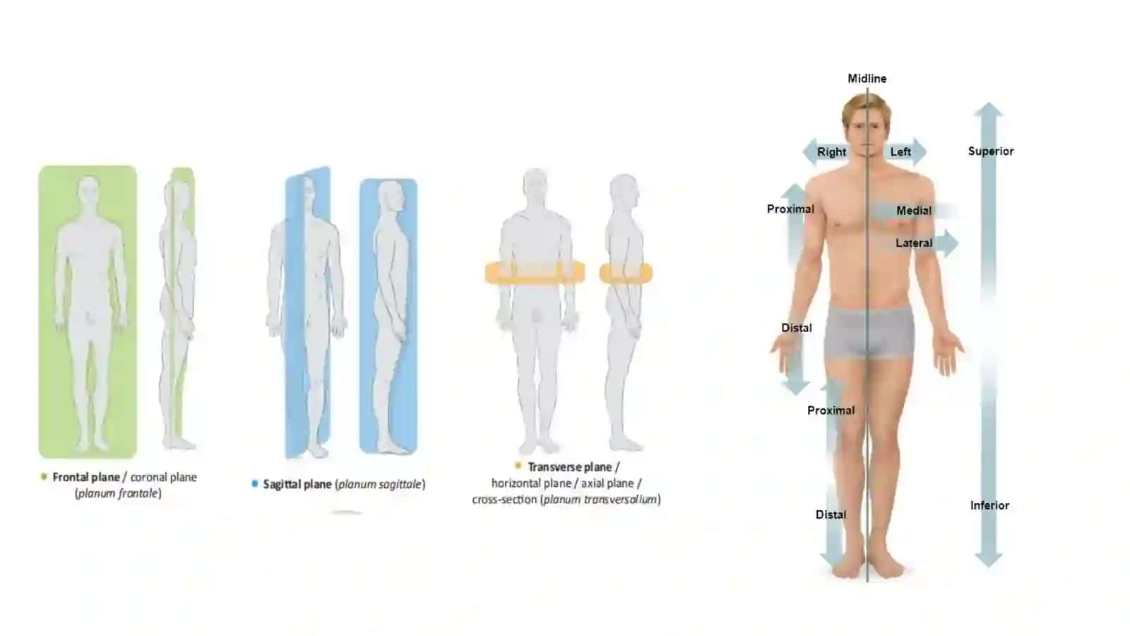 anatomiyaga kirish 4