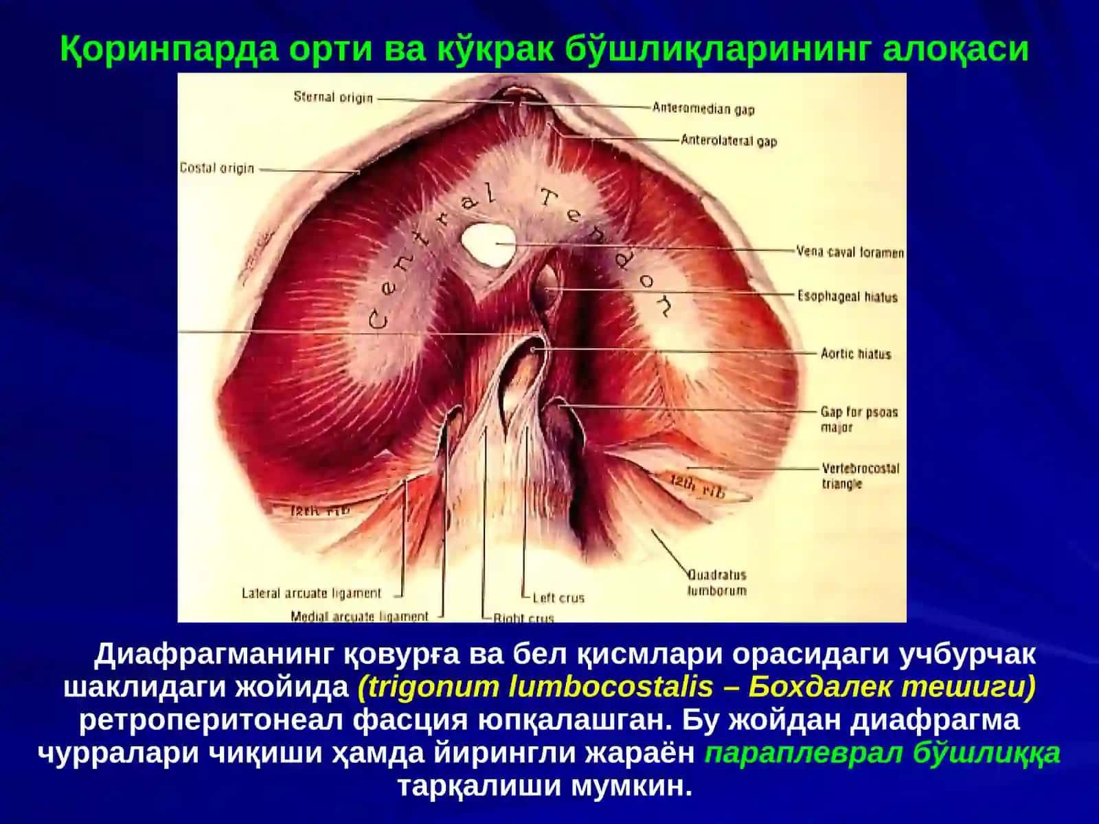 Қоринпарда орти бўшлиғи 4