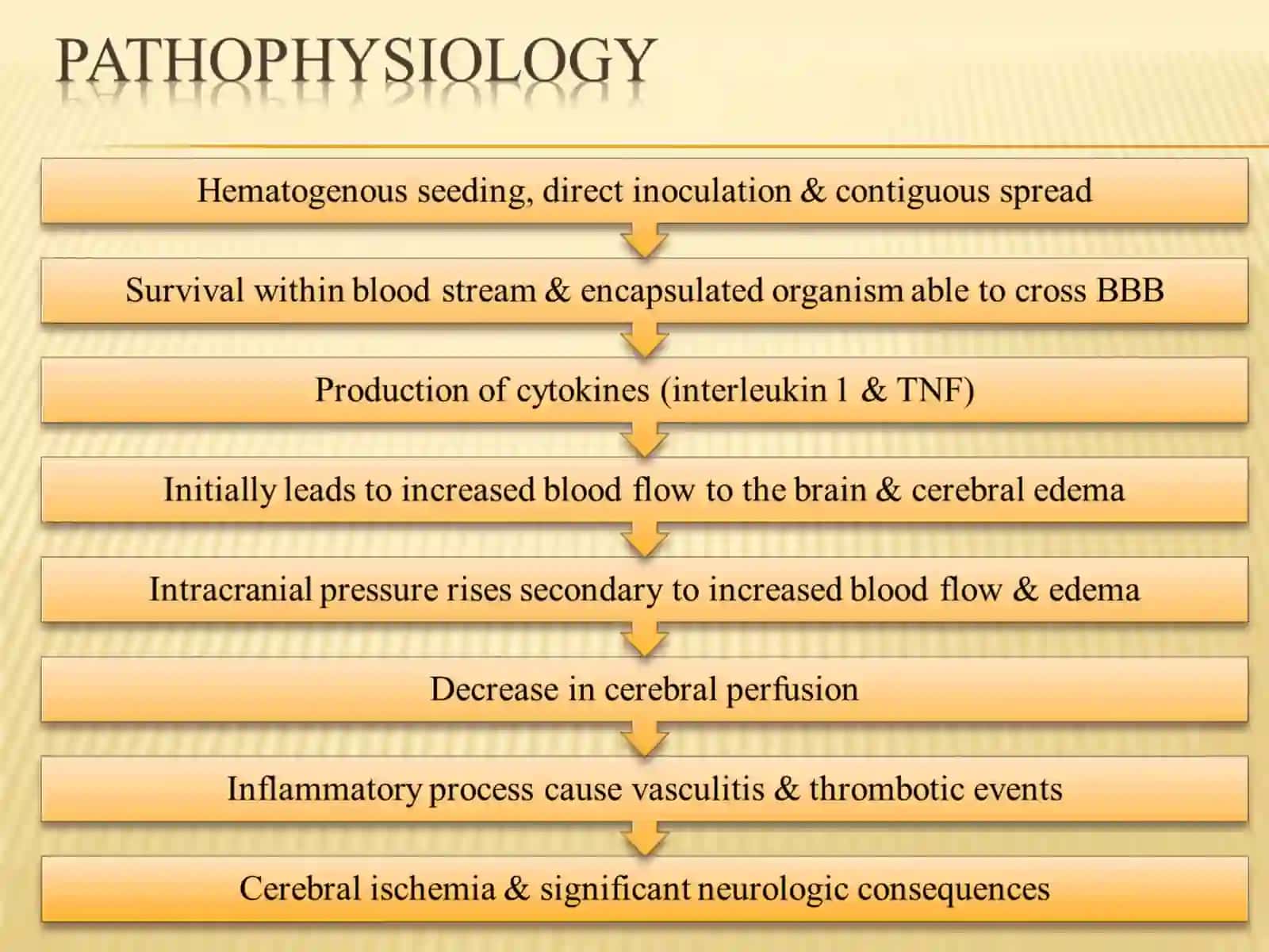 Central Nervous System- brain & spinal cord 4