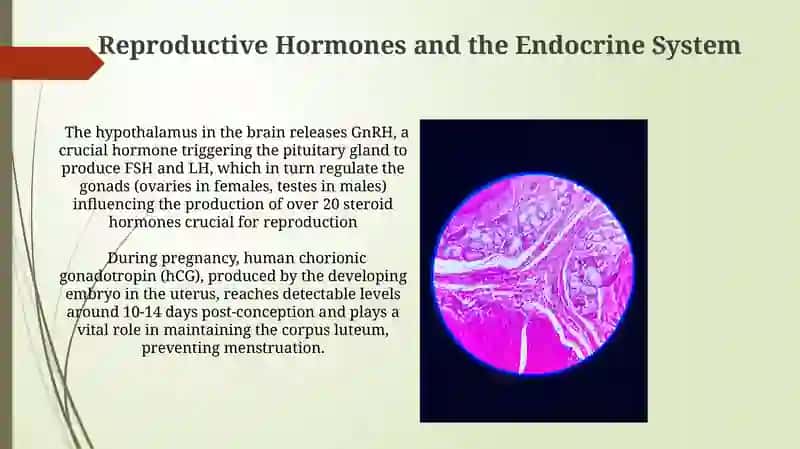 Endocrene system 4