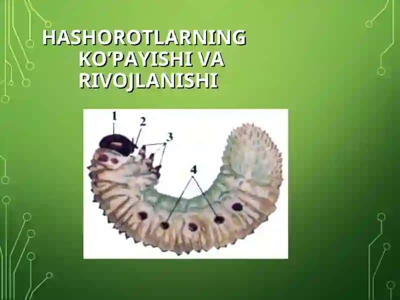Hasharotlar Sinfi 4