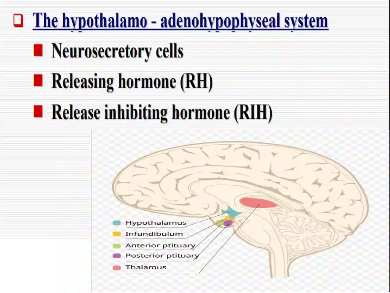 Endocrine glands histology 4