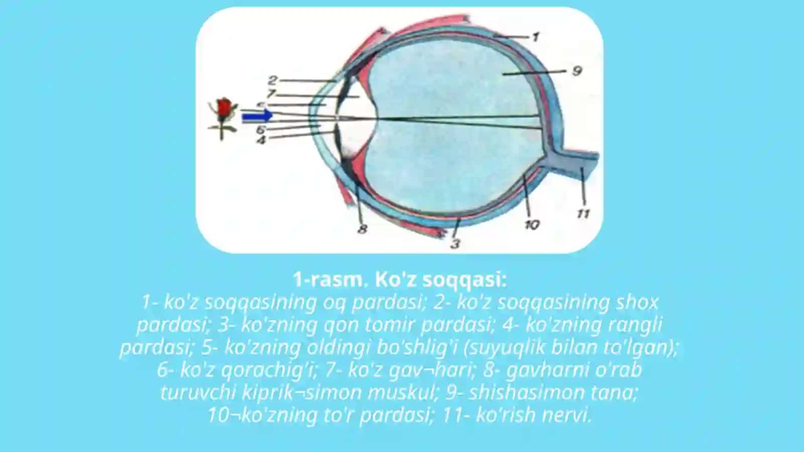 Ko’zning tuzilishi 4