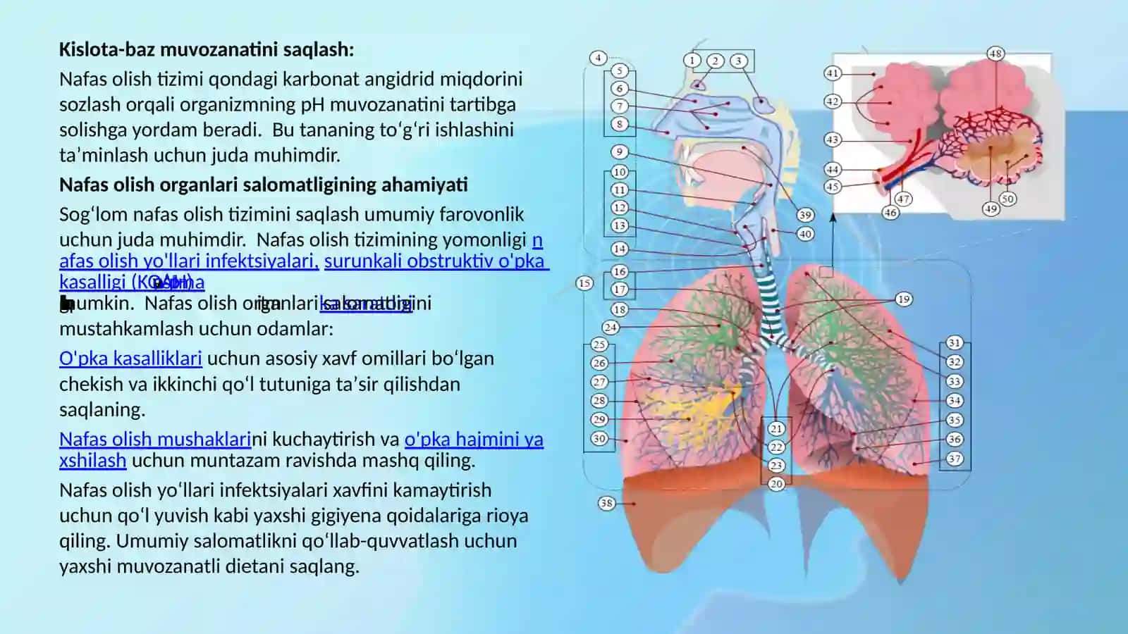 Nafas olish tizimi 4