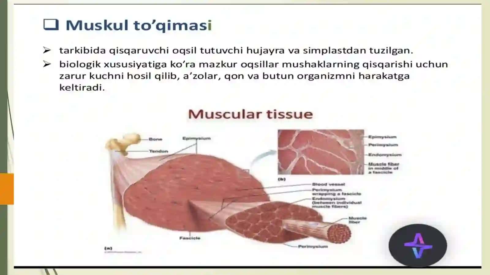 Mushak to'qimasi 4