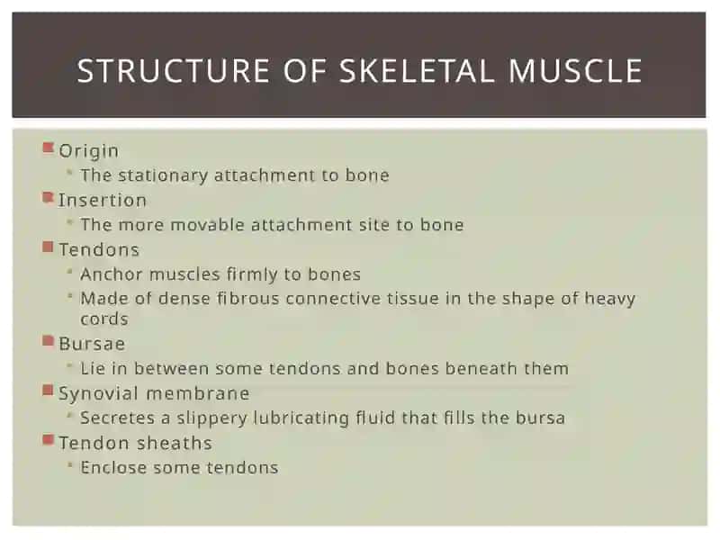 Muscular system of a human being 4
