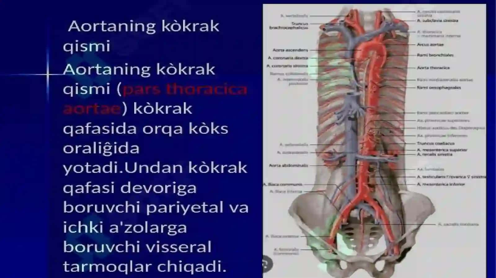 Kokrak va qorin aortasi 4