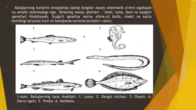 BALIQLARNING ANATOMIYASI 4