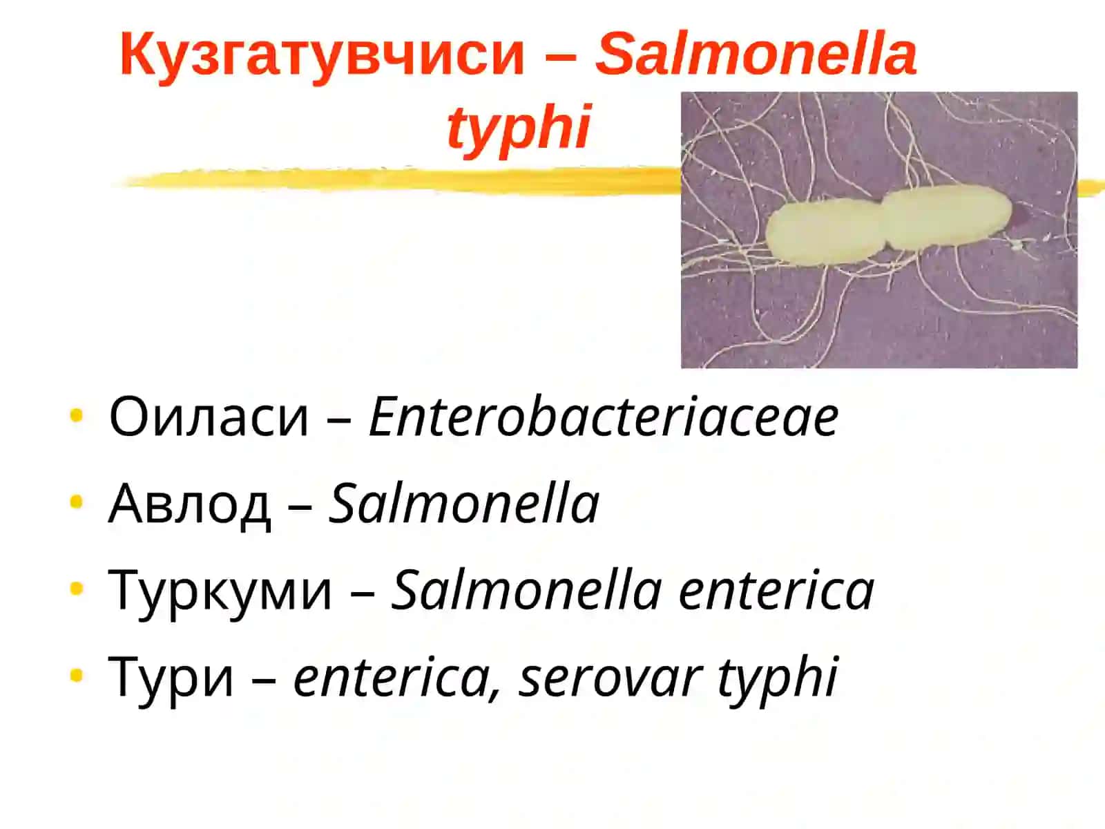 ICH TERLAMA QORIN TIFI  (typhus abdominalis) 4