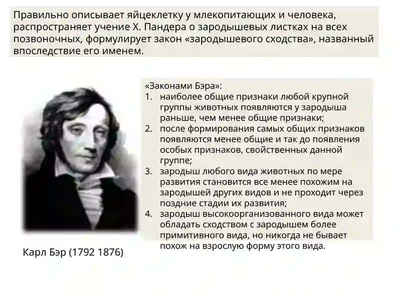 Органогенез 4