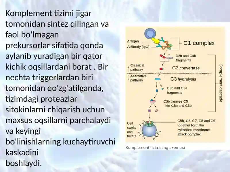 Komplement tizimi 4