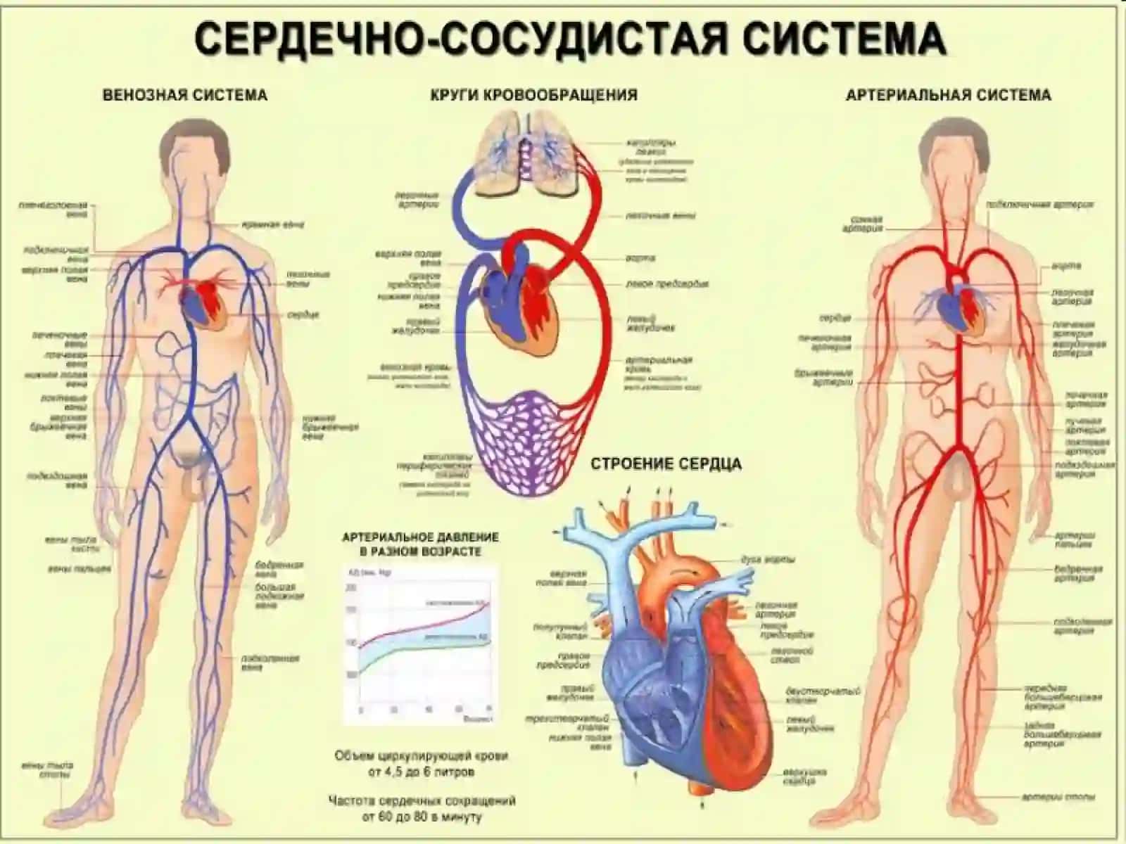 ЮРАК БИОКИМЁСИ 4