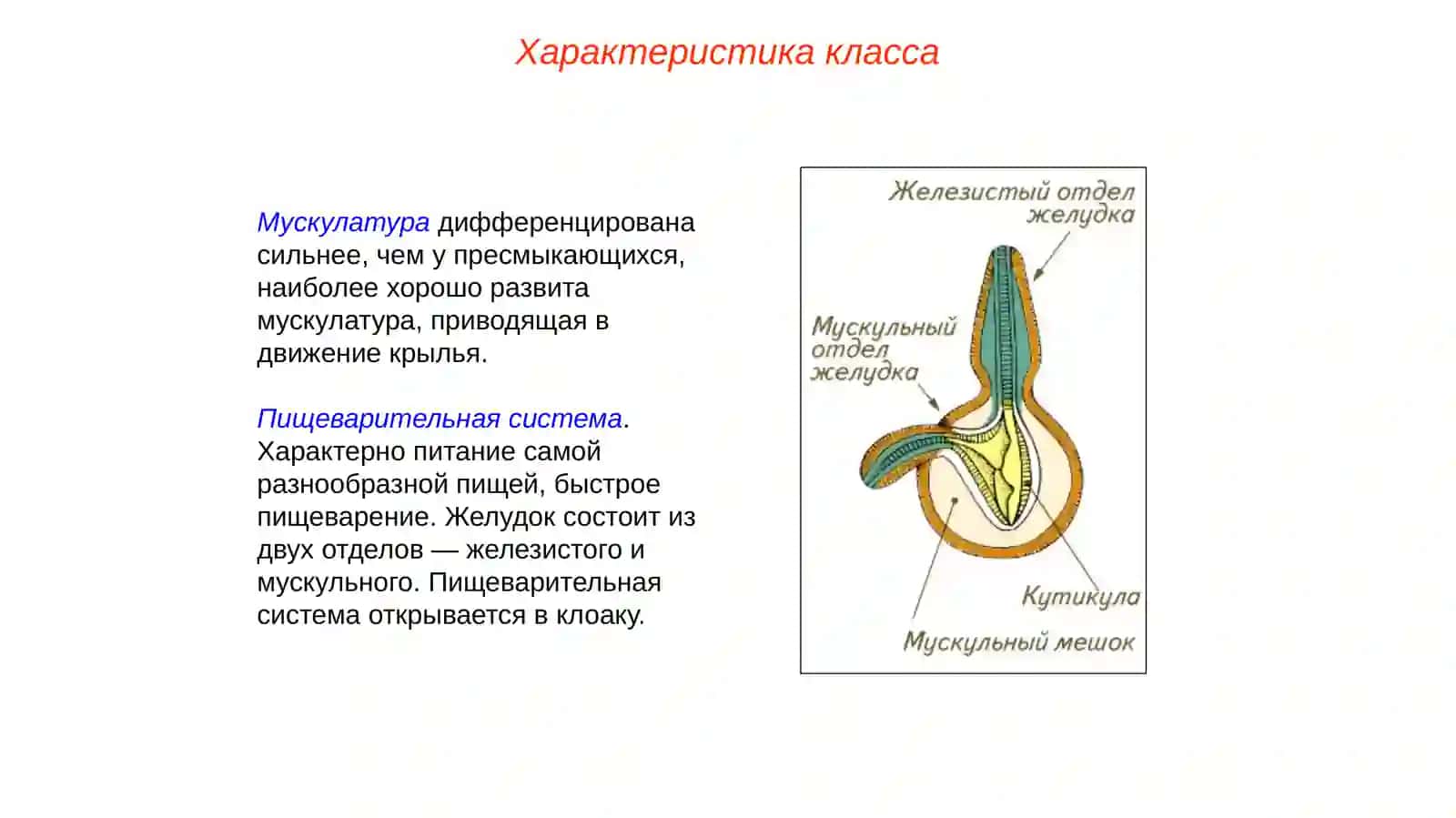 Класс Птицы (Aves) 4