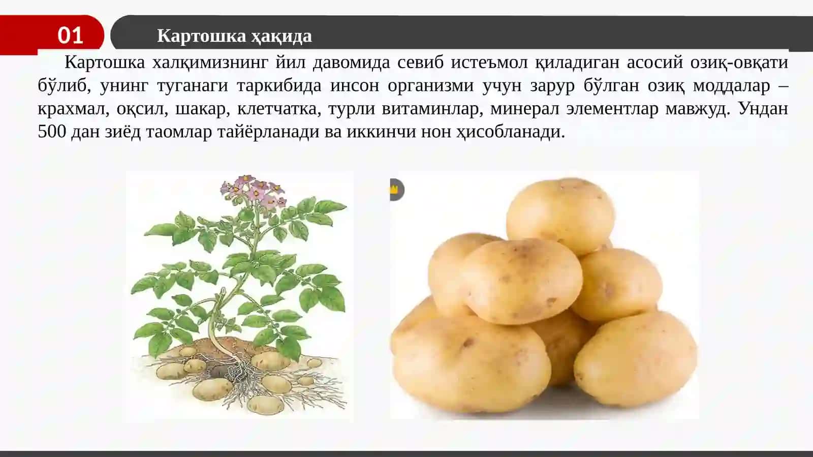Картошка 4