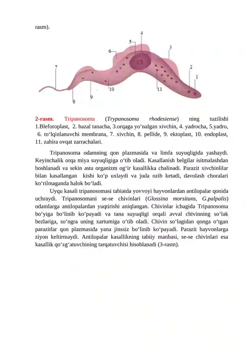 Euglena viridis yoki Euglena gracilis 4