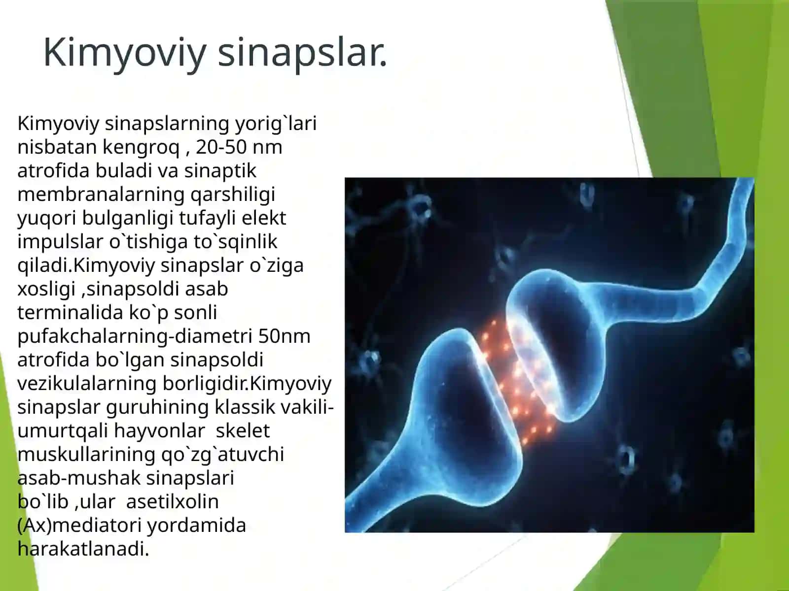Kimyoviy sinapslarning tuzilishi va xossalari 4