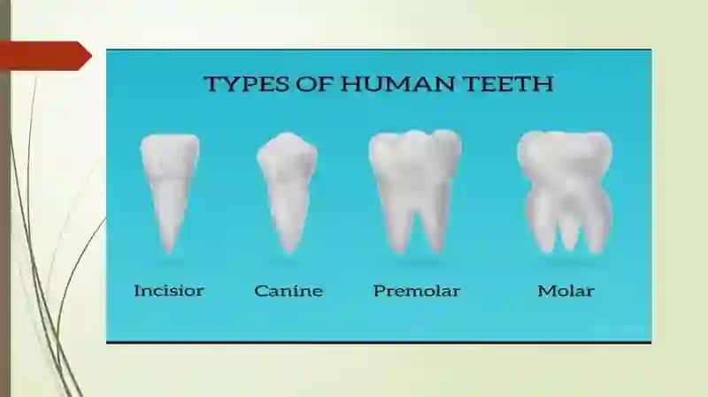 Types of Teeth 4