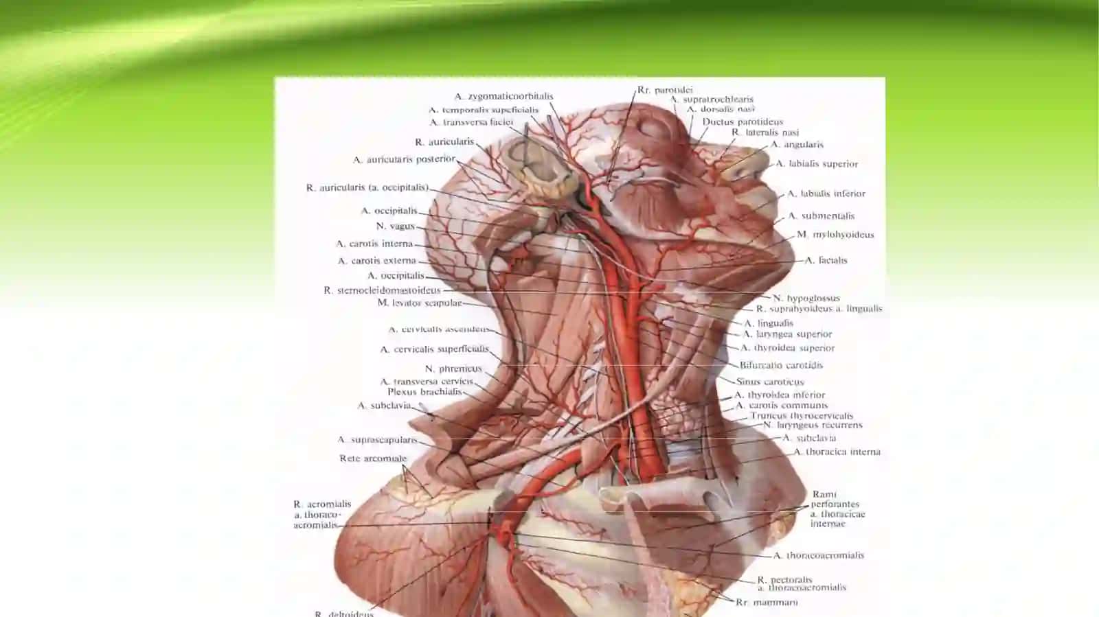 ICHKI UYQU ARTERIYASI 4