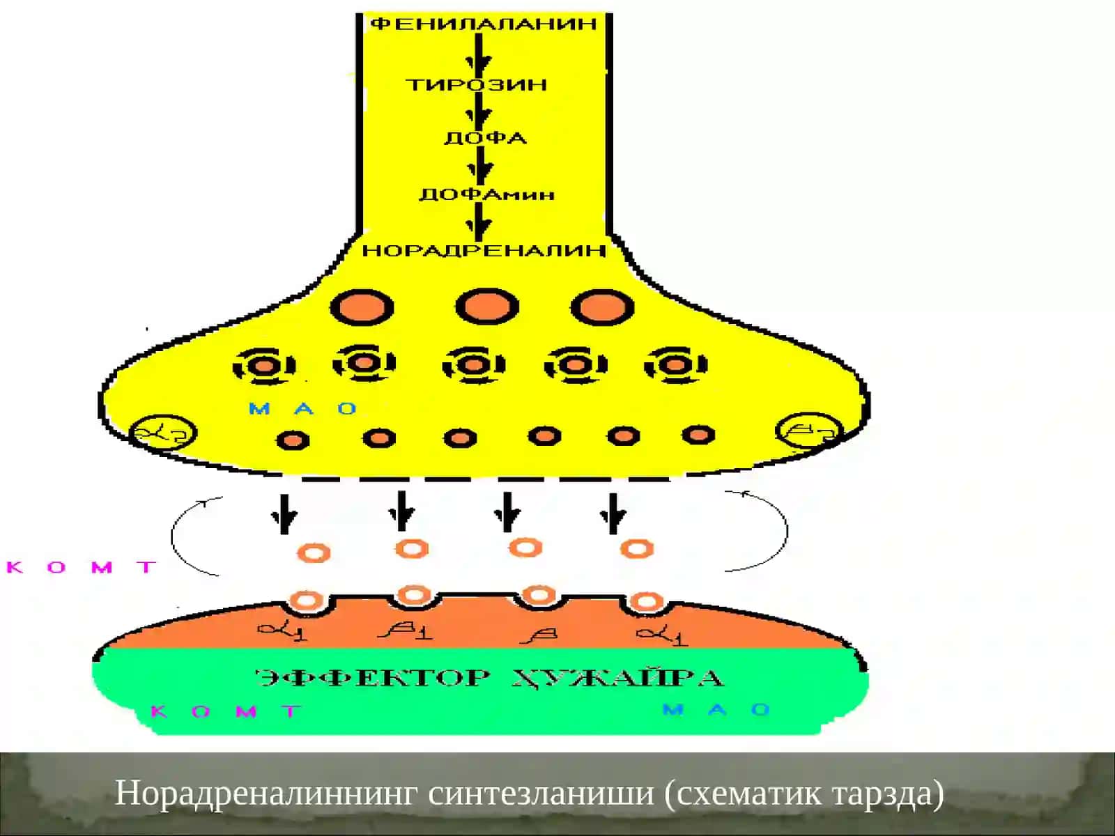 Адренергик синапс (схематик тарзда) 4