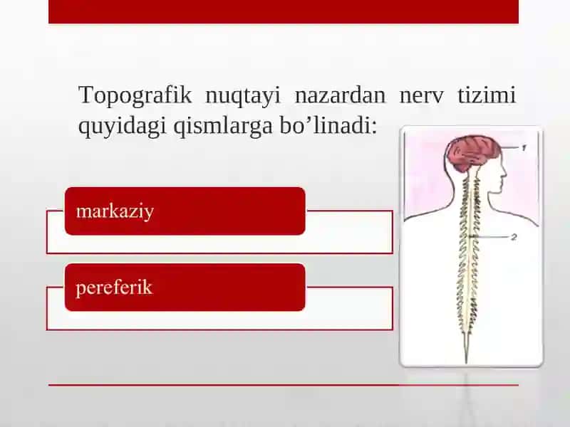 Nerv sistemasi 4