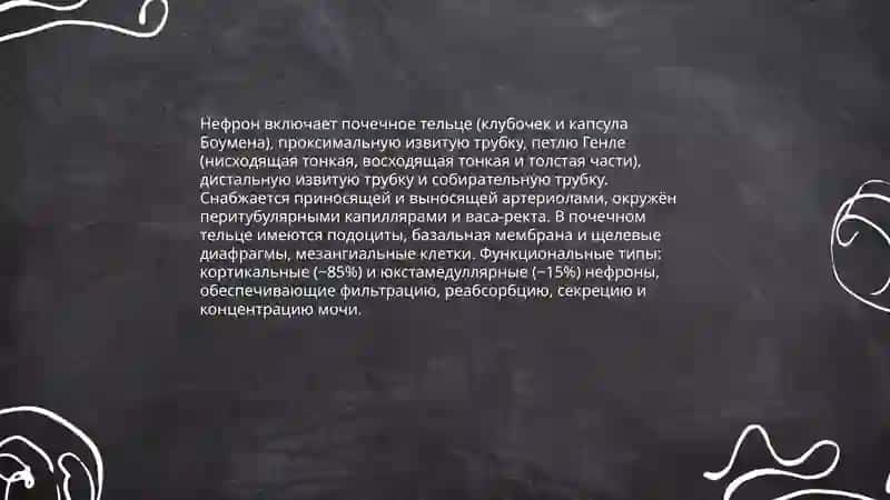 Почка 4