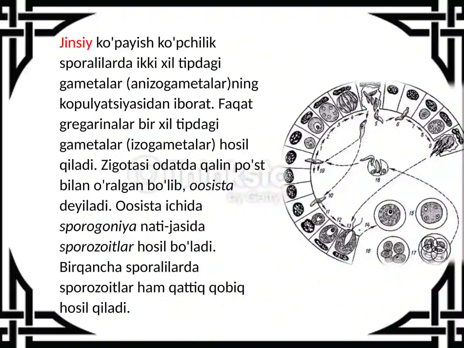 Sporalilar  tipi 4