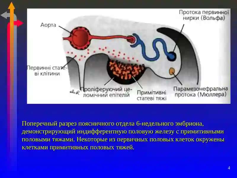 Общая анатомия женской репродуктивной системы 4