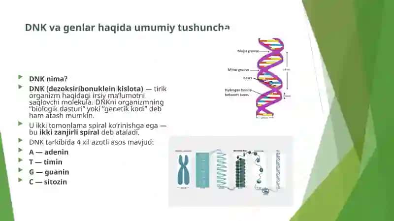 Organizm mutagen taʼsiriga chidamliligi Tomas Morganning xromosoma nazariyasi. Jins genetikasi 4