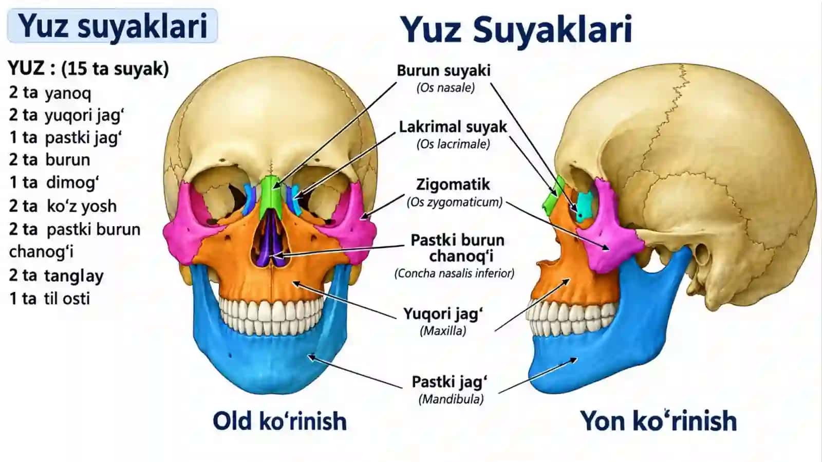 Yuzning yon qismining topografika anatomiyasi va operativ xirurgiyasi 4