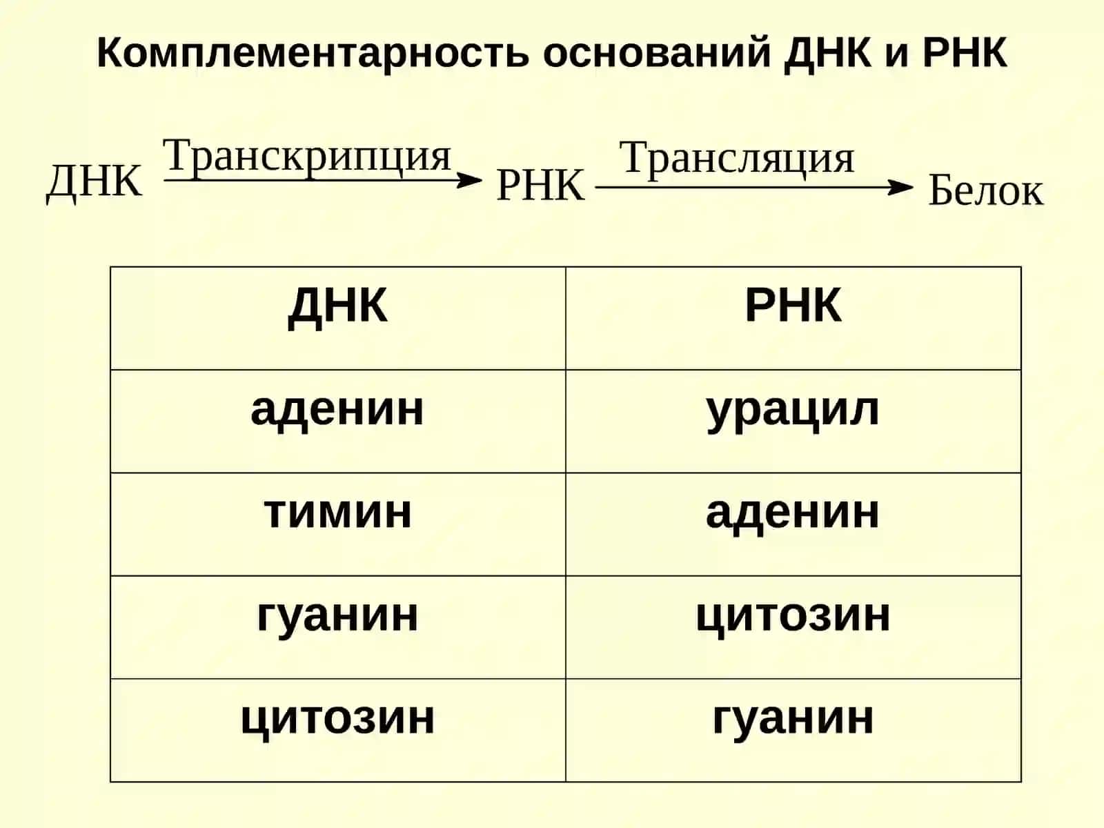 Строение и свойства РНК 4