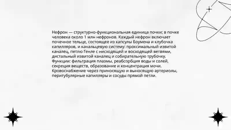 Почка 4