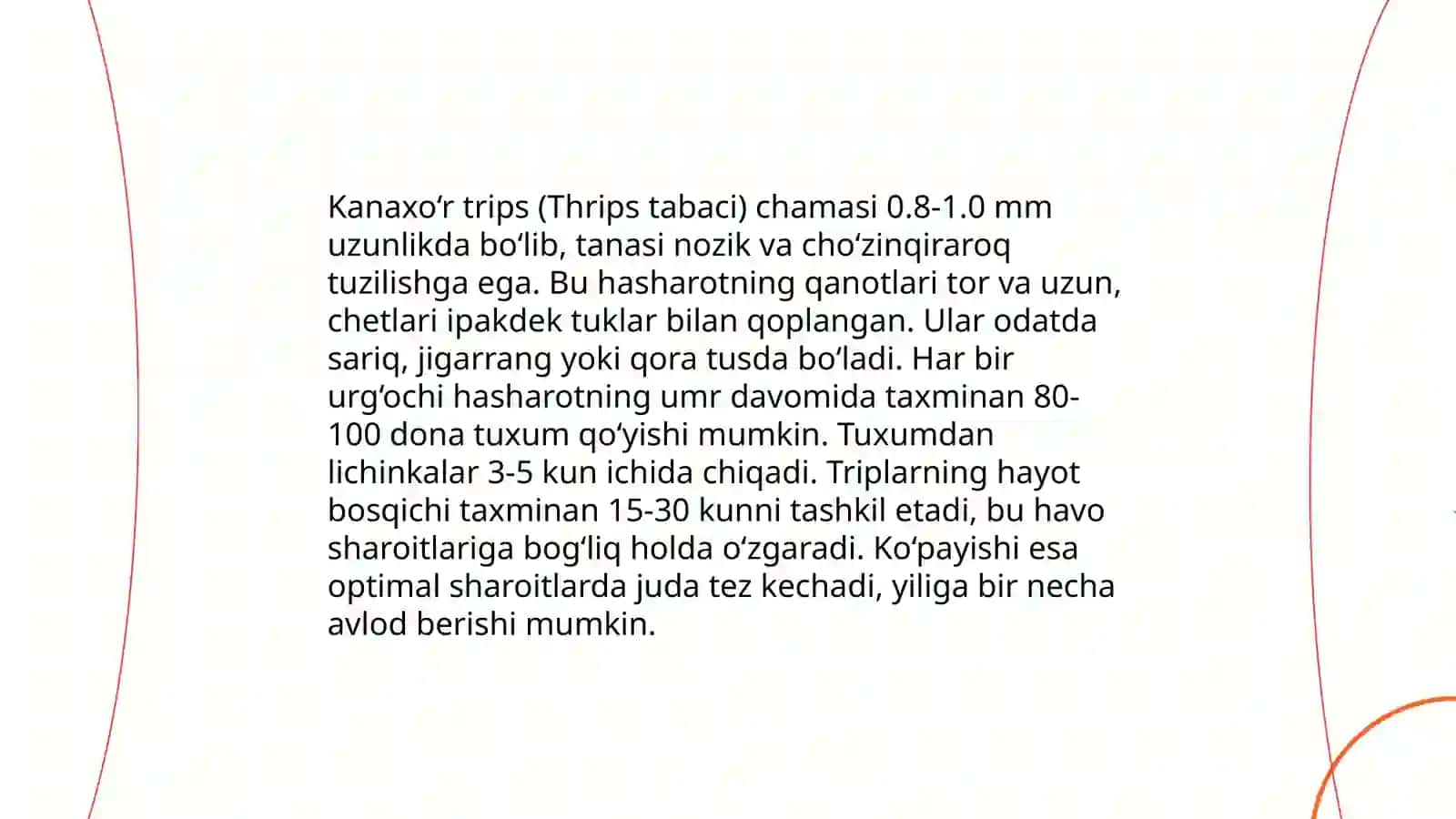 Kanaxoʻr tripslarning morfologiyasi 4