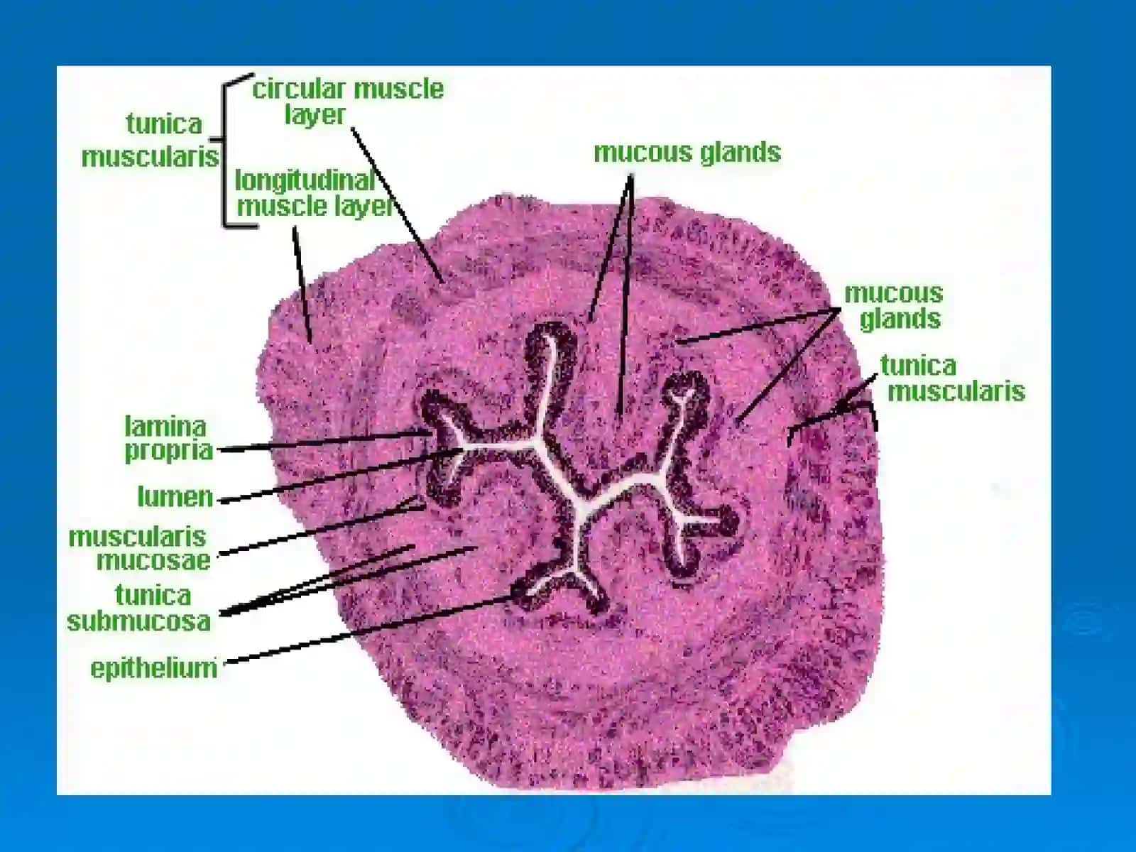 HISTOLOGY OF THE DIGESTIVE SYSTEM 4