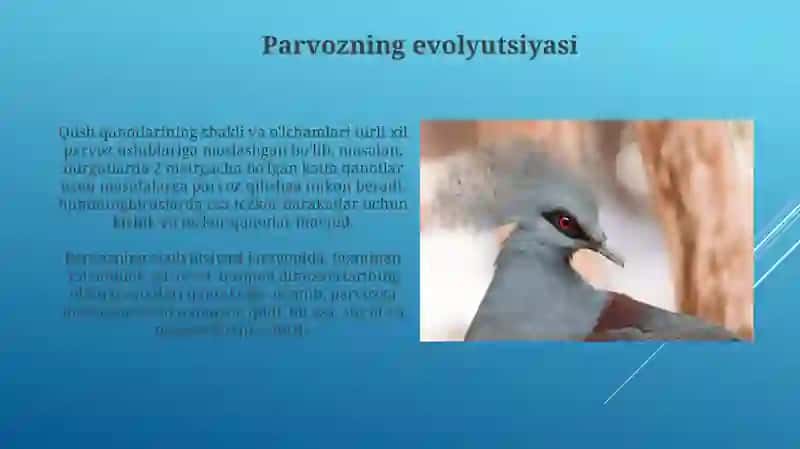 Qushlar evolutsiyasi 4