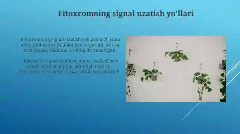 Fitoxrom tizimi va uning oʻsimliklarning oʻsishi va rivojlanishidagi oʻrni 4