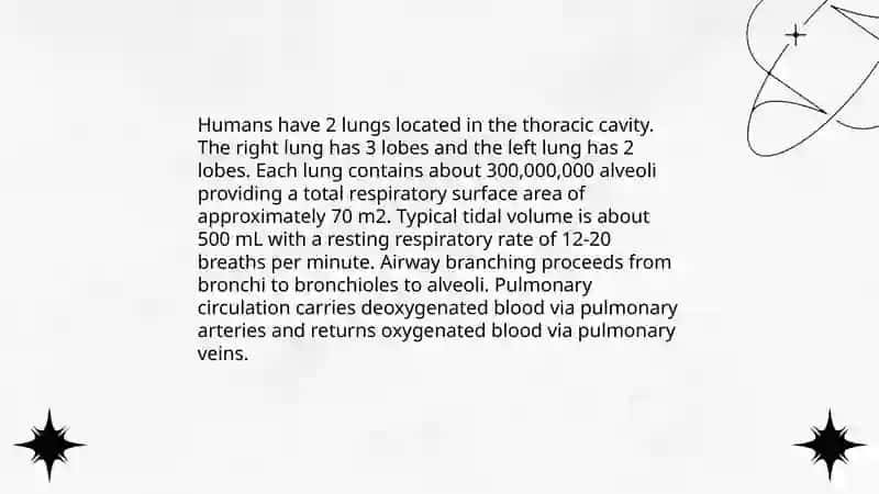 Internal organs 4