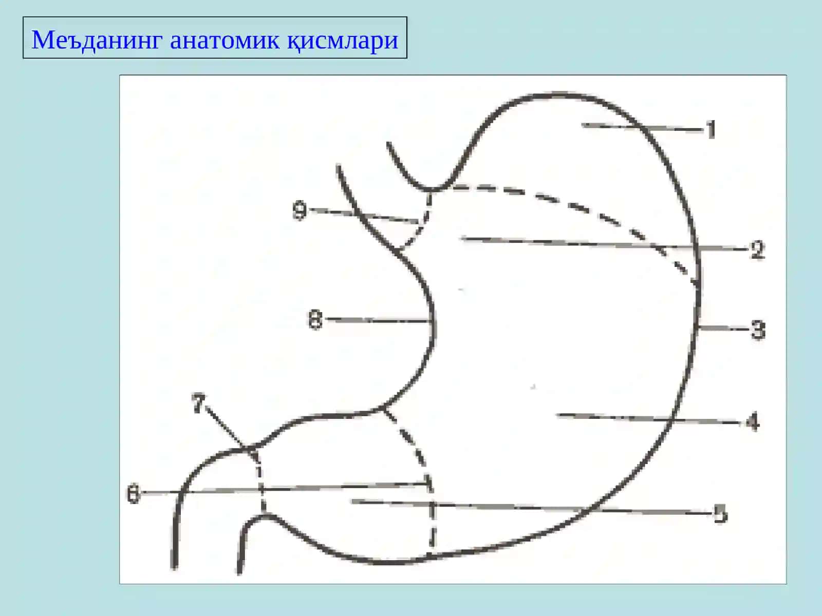 МЕЪДА ВА 12 БАРМОҚЛИ ИЧАК ЯРА КАСАЛЛИГИ 4