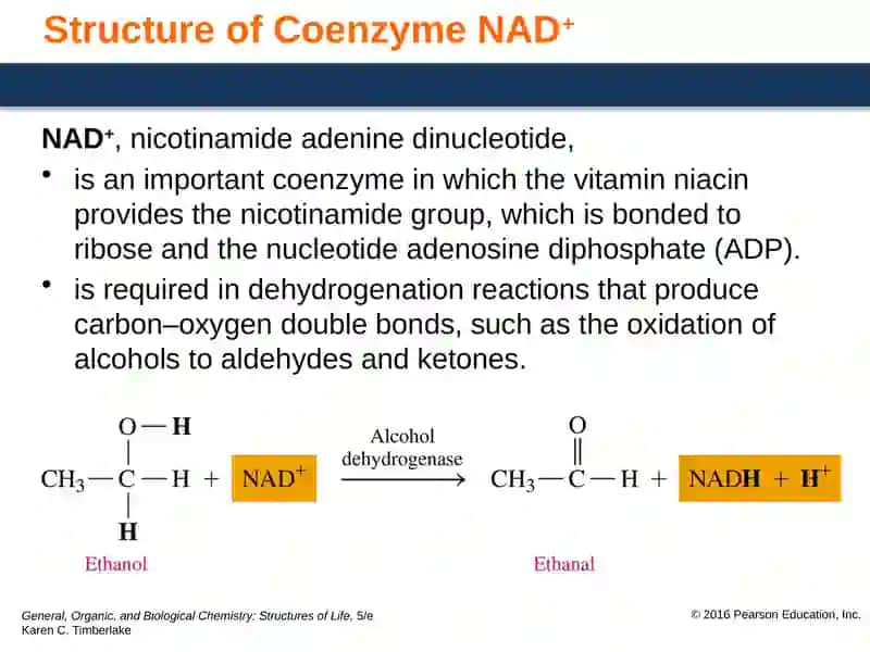 Coenzyme A (CoA) 4