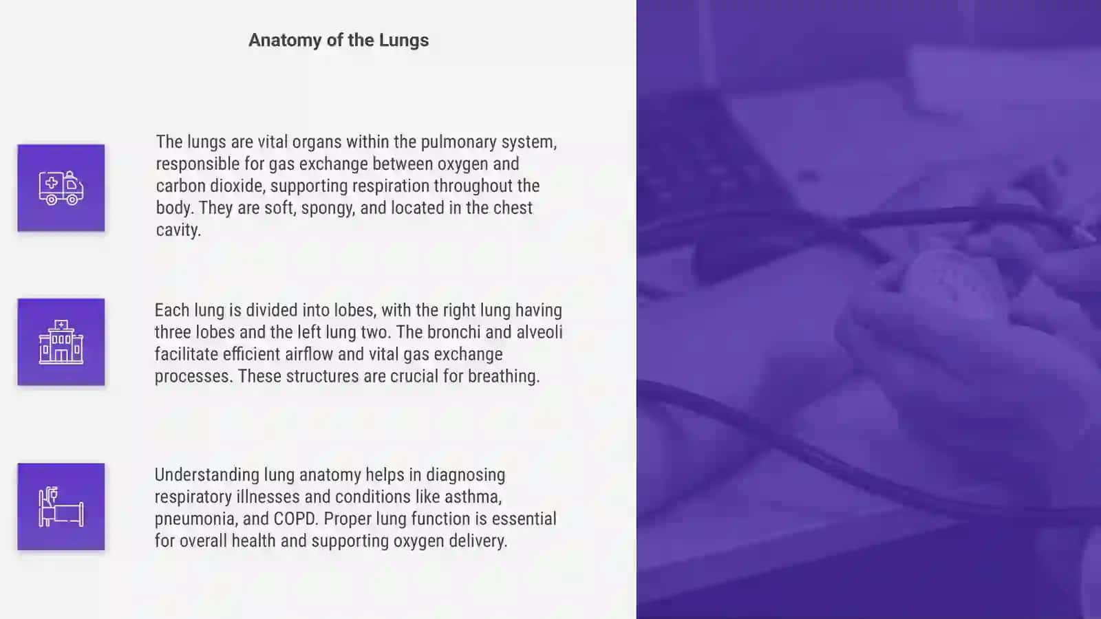 Lungs and a pulmonary system 4