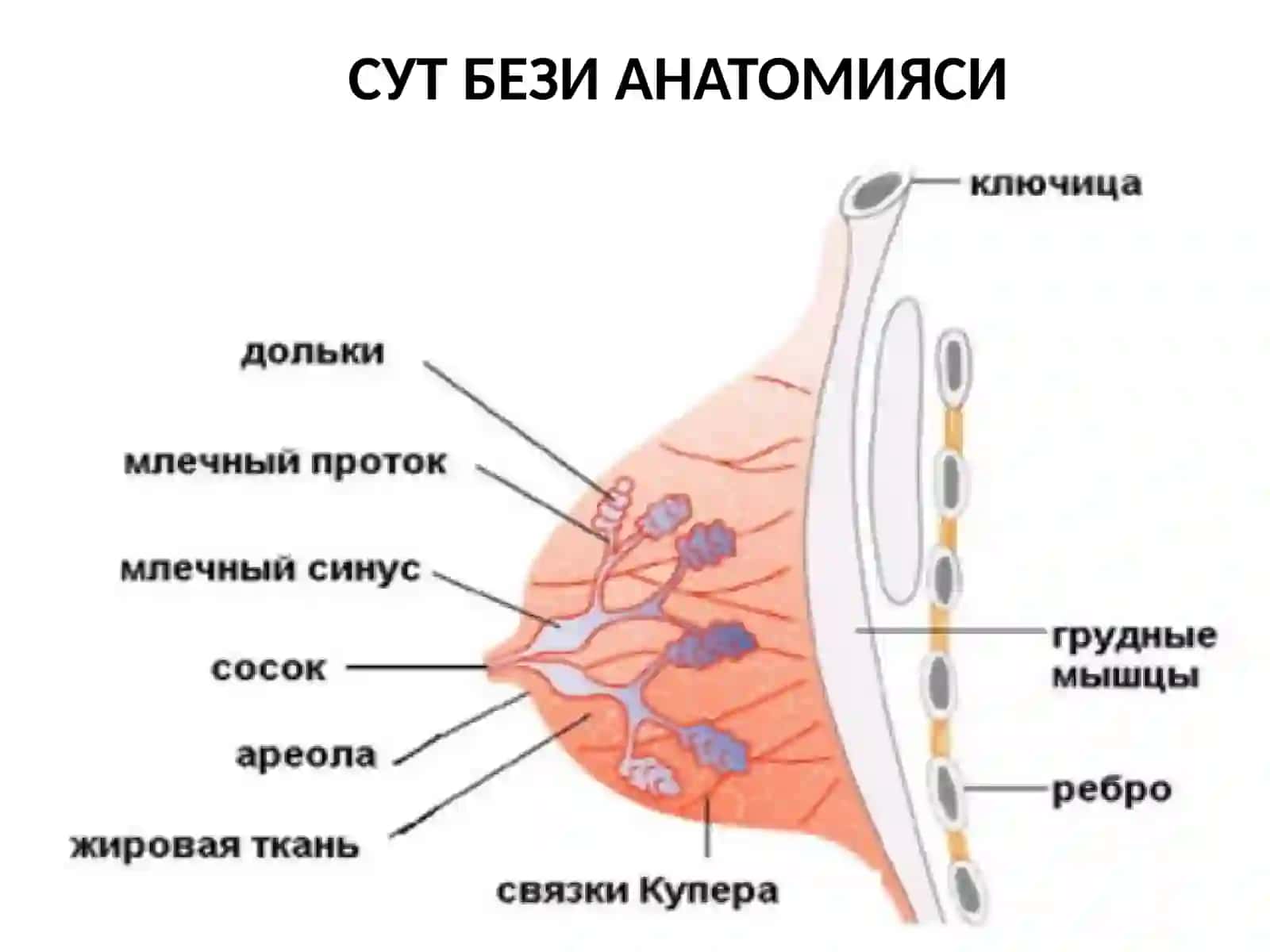 СУТ БЕЗИ АНАТОМИЯСИ 4